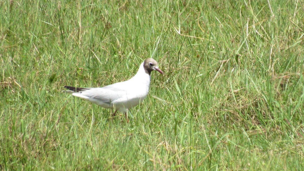 Brown-hooded Gull - Luis  Weymar Junior