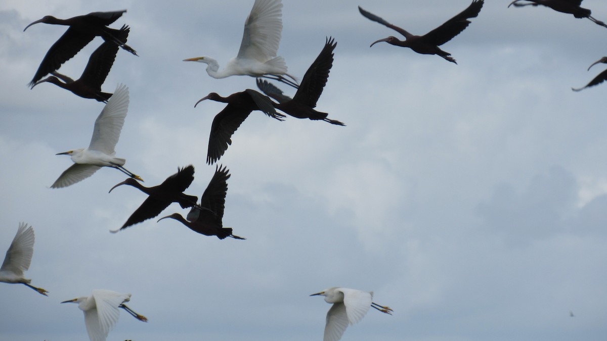 White-faced Ibis - ML197137571