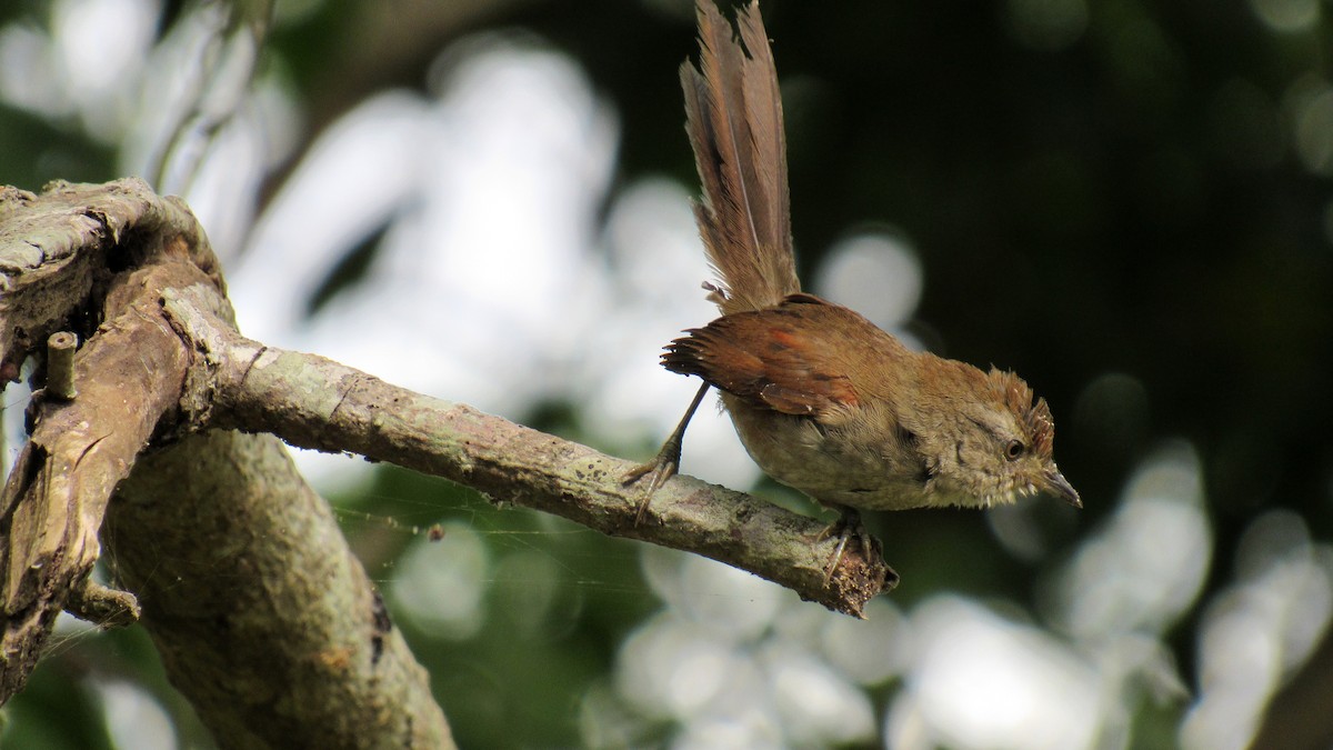 Spix's Spinetail - ML197137691