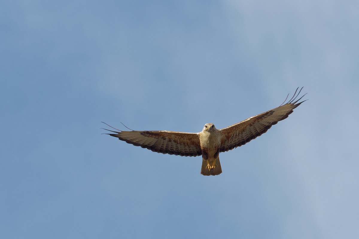 Long-legged Buzzard (Northern) - ML197137801