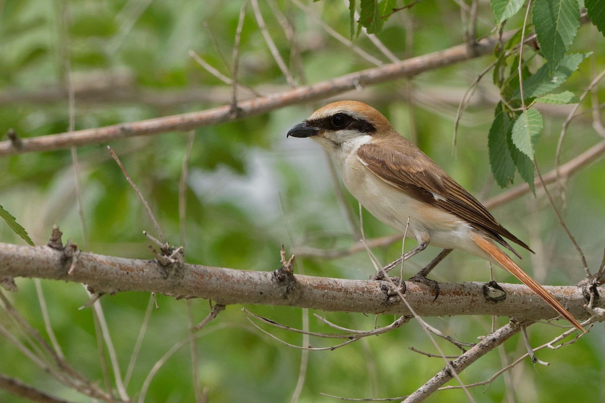 Red-tailed Shrike - Vincent Wang