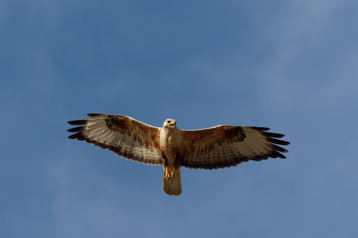 Long-legged Buzzard (Northern) - ML197137841