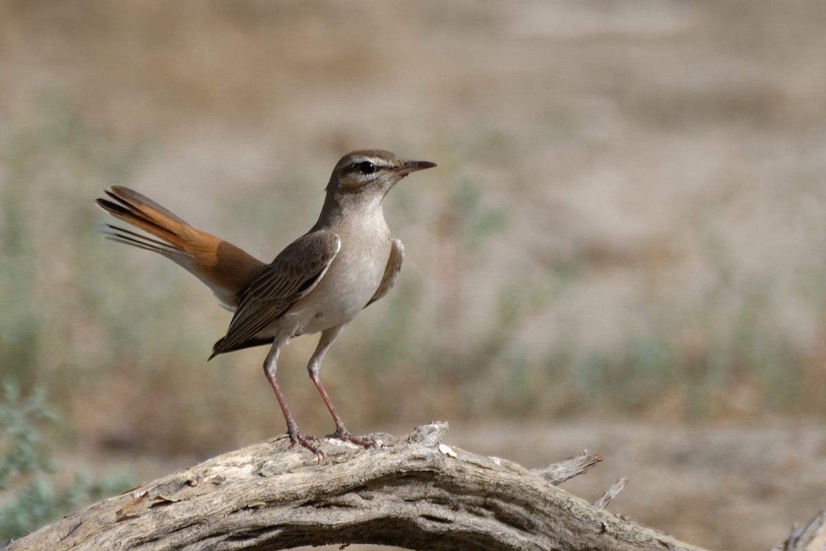 Rufous-tailed Scrub-Robin (Rufous-tailed) - Vincent Wang