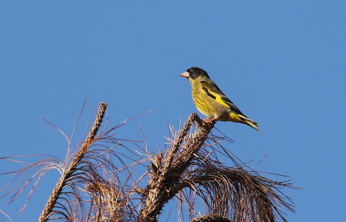 Black-headed Greenfinch - ML197138751