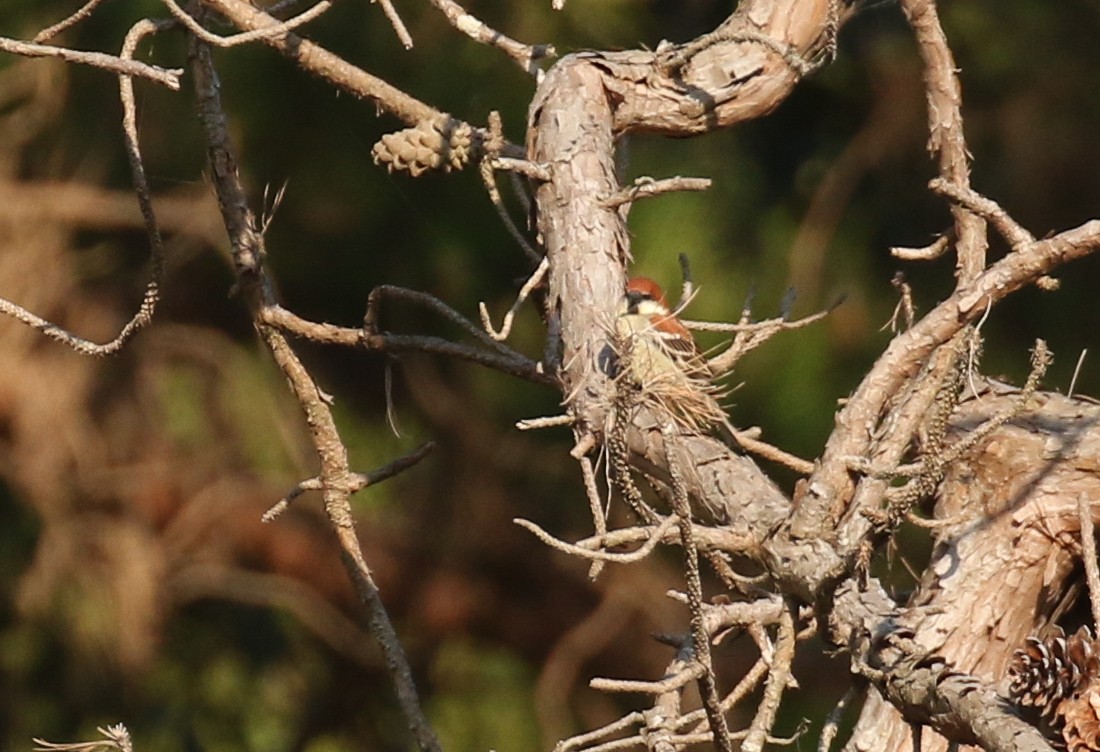 Russet Sparrow - ML197138781