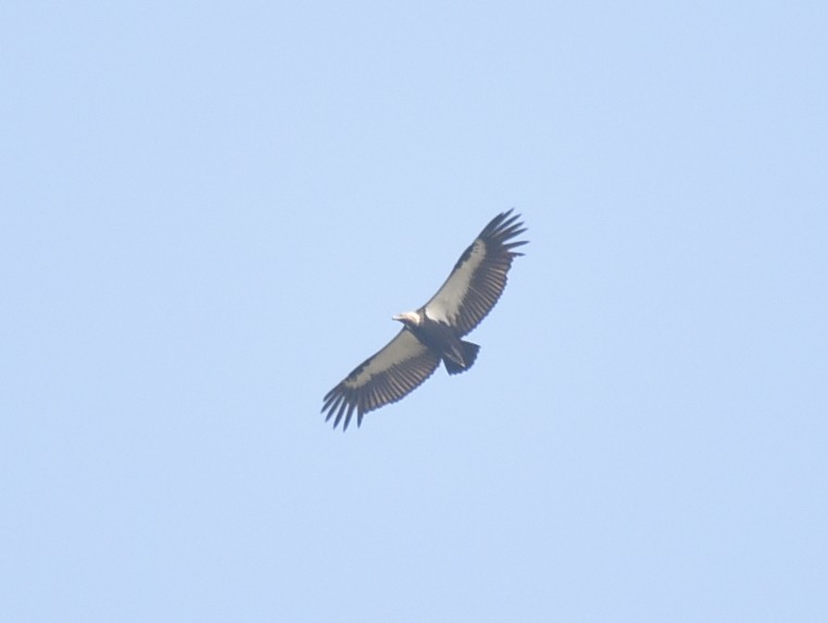 White-rumped Vulture - ML197140051