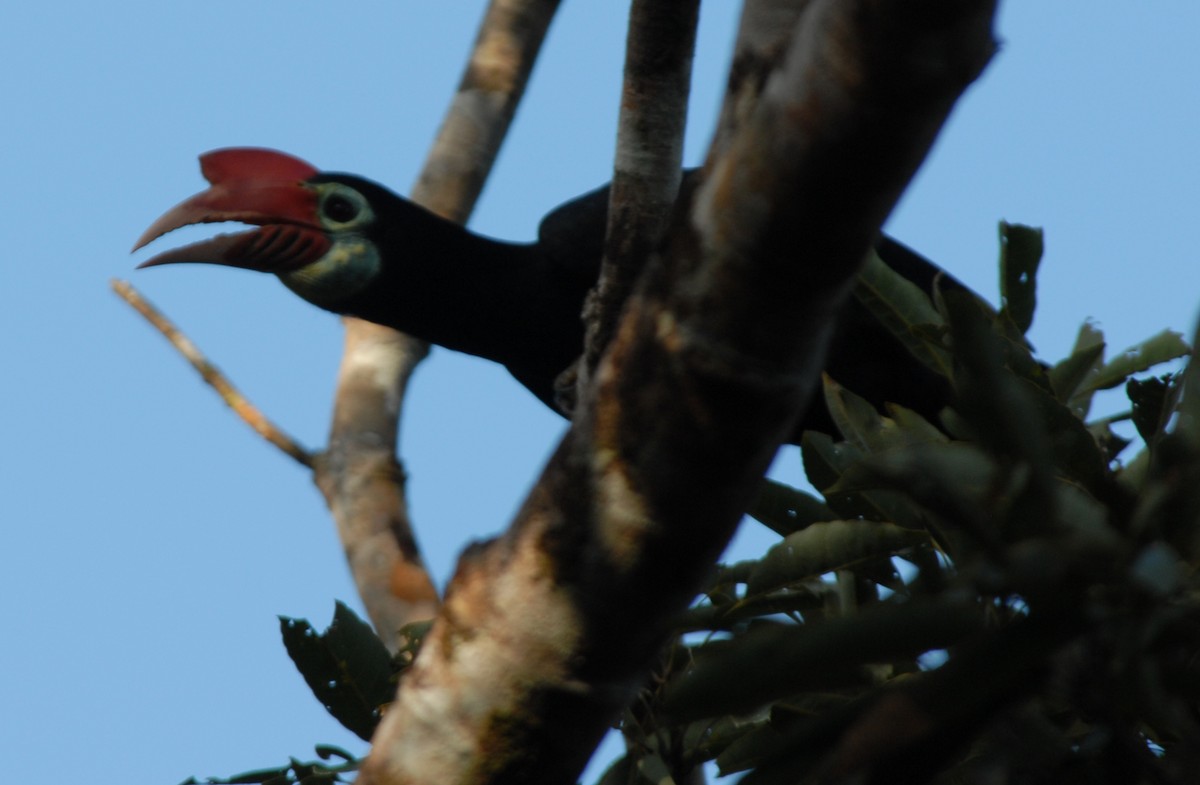 Writhe-billed Hornbill - Lorenzo Vinciguerra