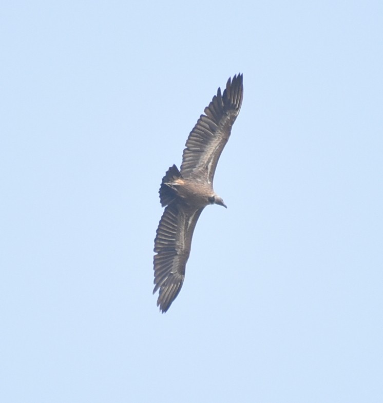 Indian Vulture - ML197140211