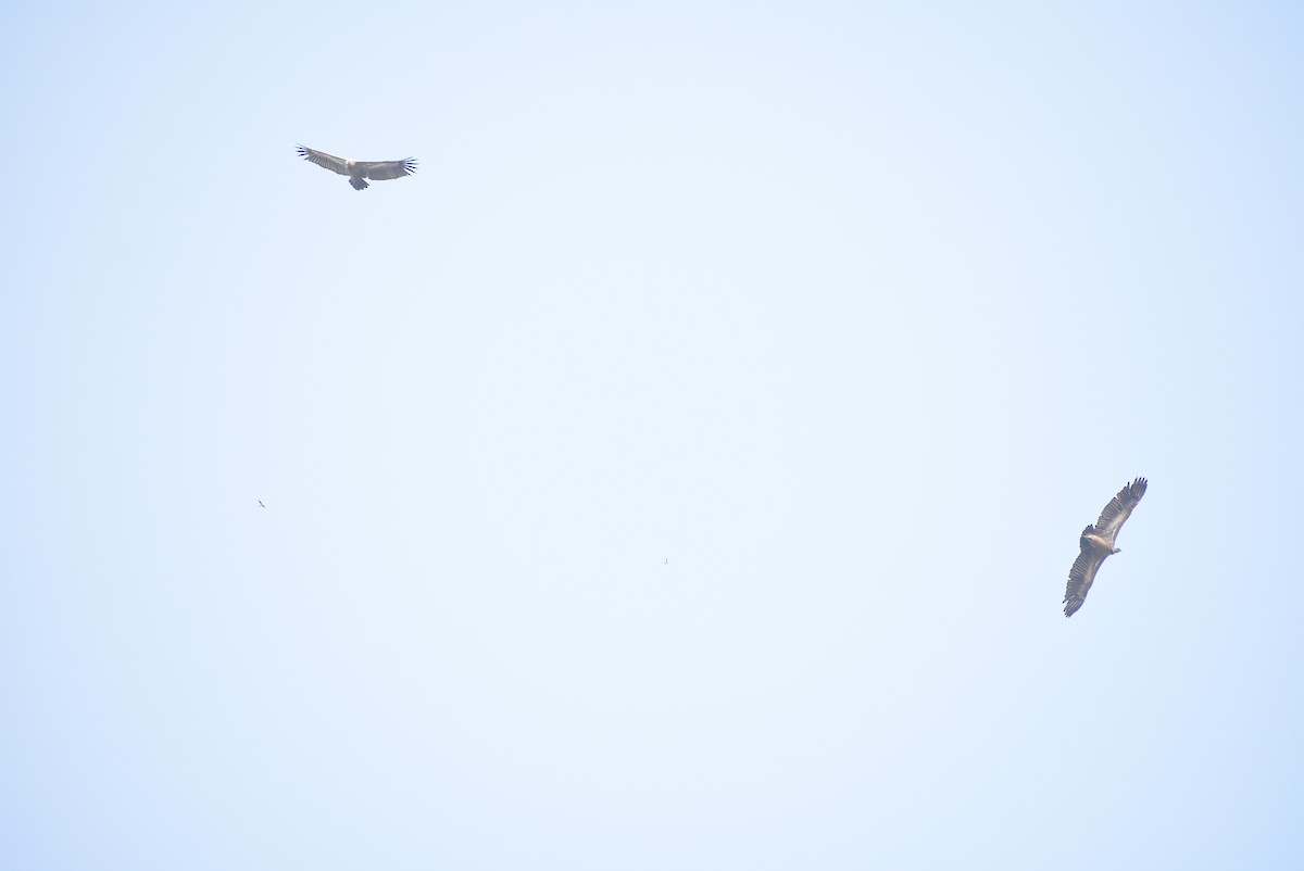 Gyps sp. - ML197140261