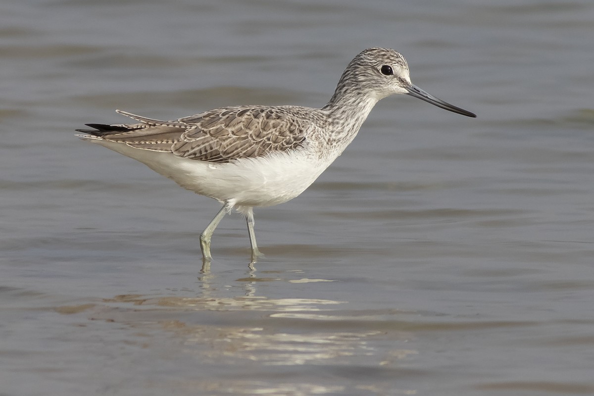 Common Greenshank - ML197142361