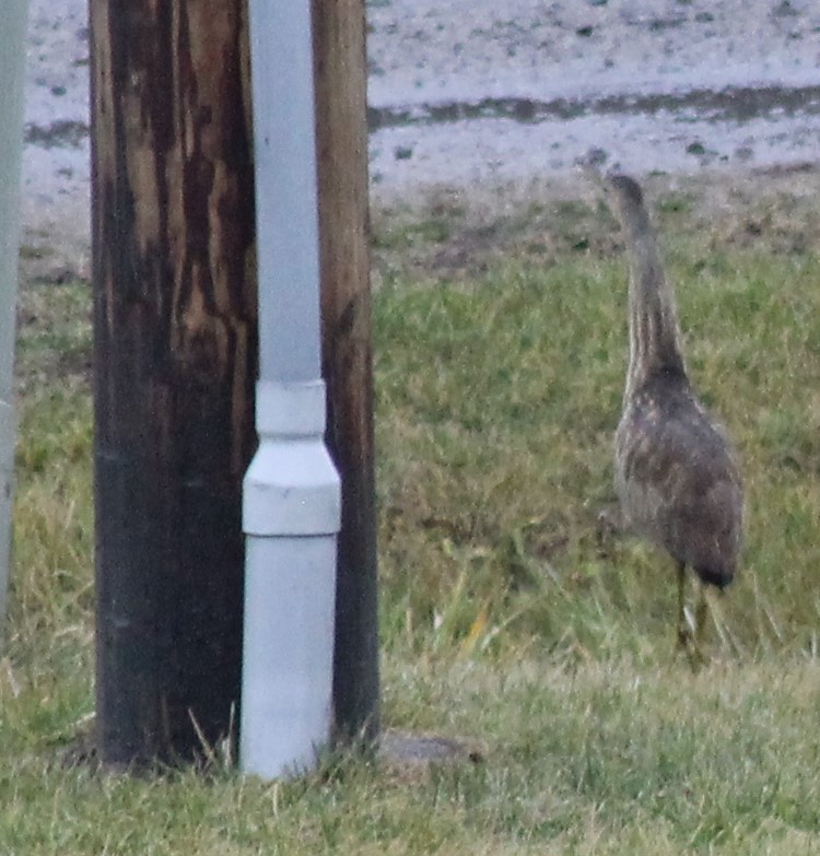 American Bittern - ML197142441