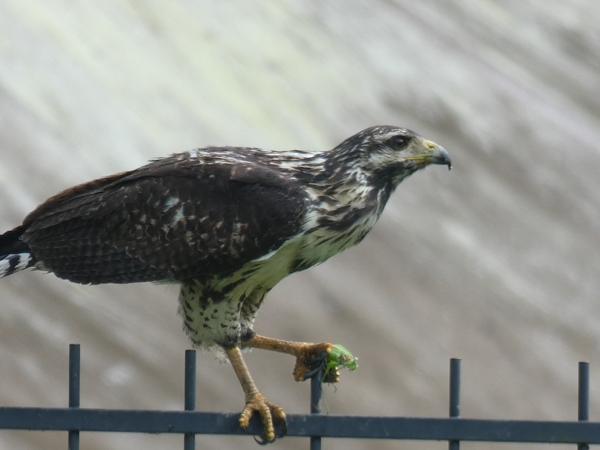 Common Black Hawk - River Ahlquist