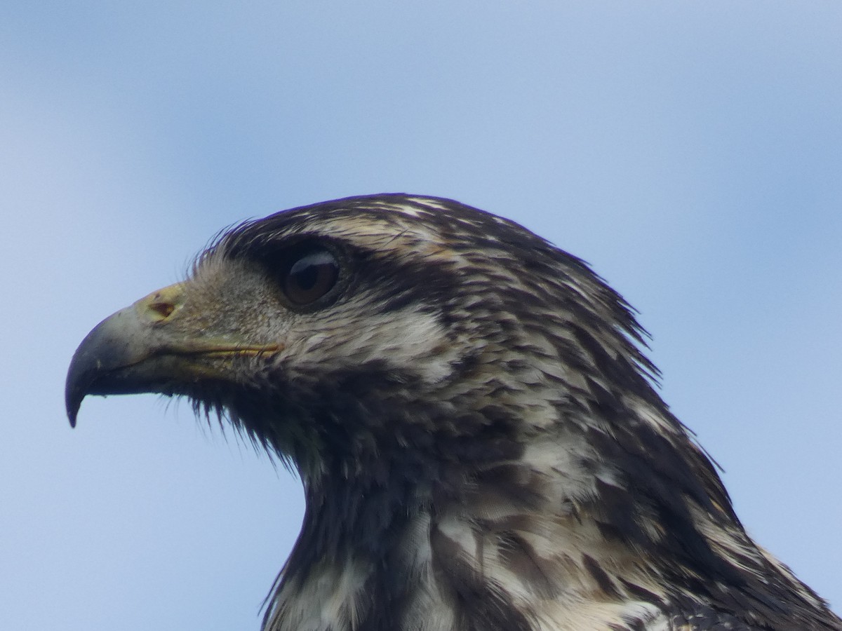 Common Black Hawk - River Ahlquist