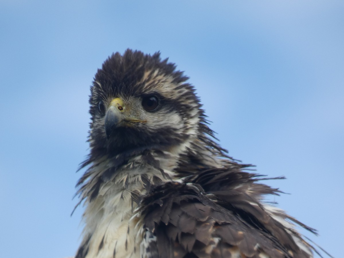 Common Black Hawk - River Ahlquist