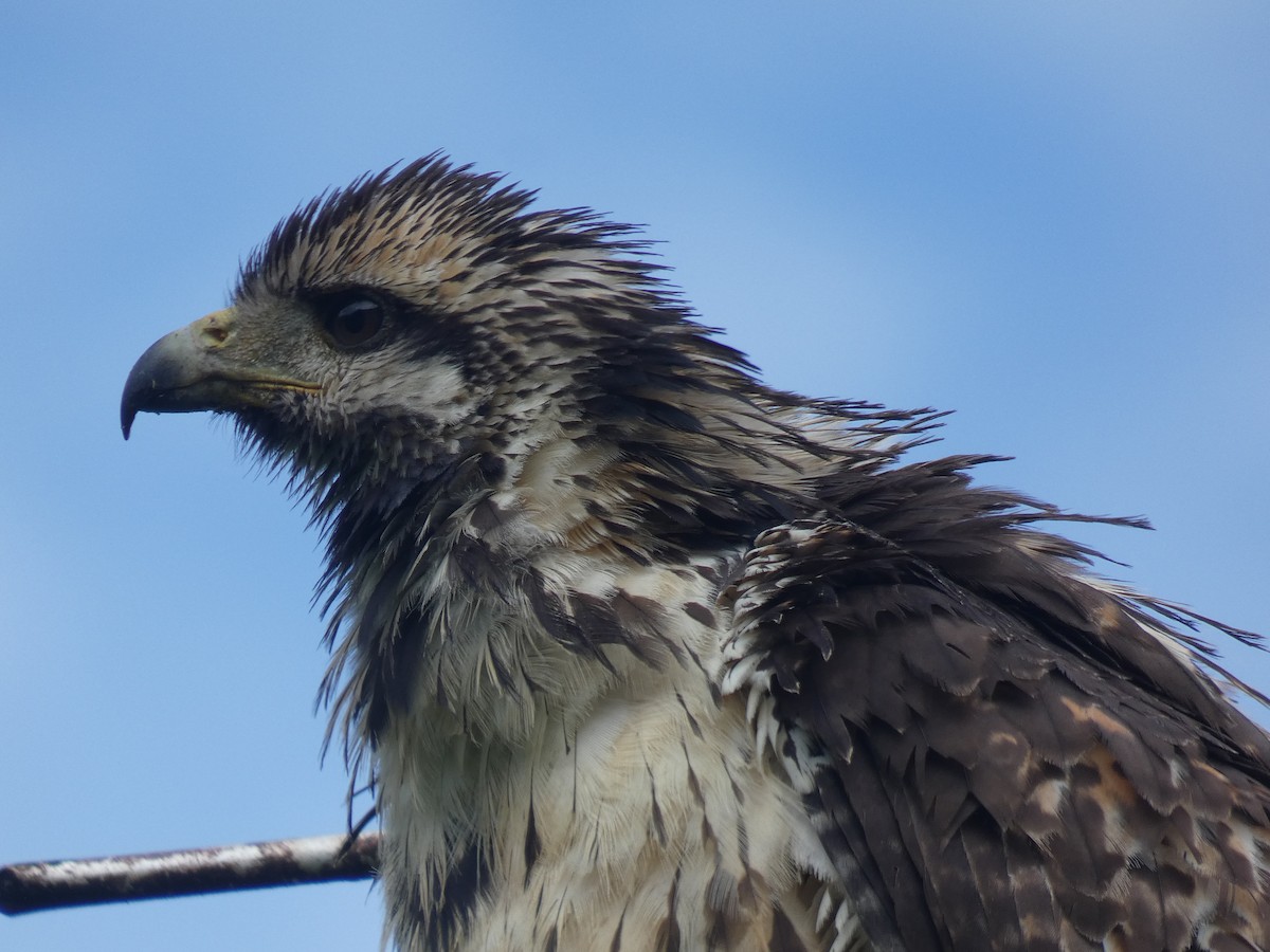 Common Black Hawk - River Ahlquist