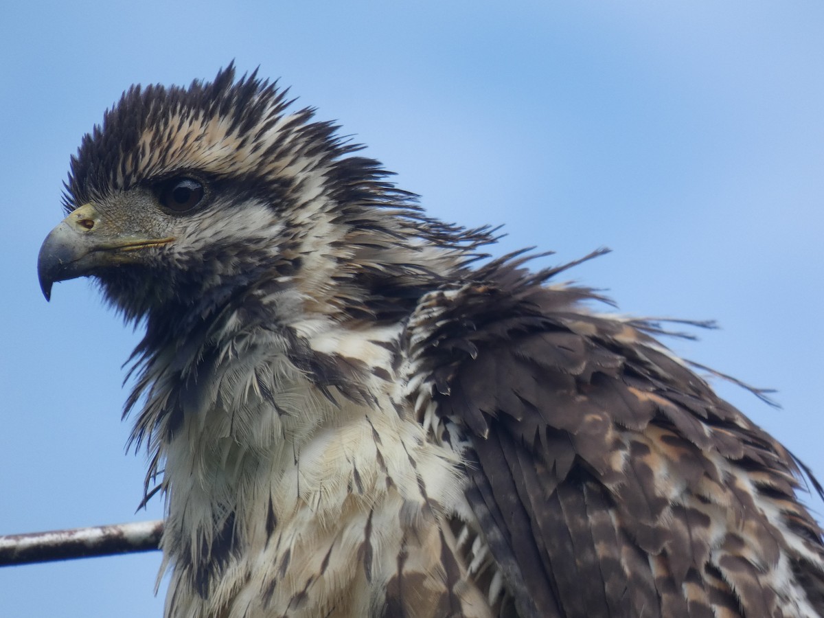 Common Black Hawk - River Ahlquist