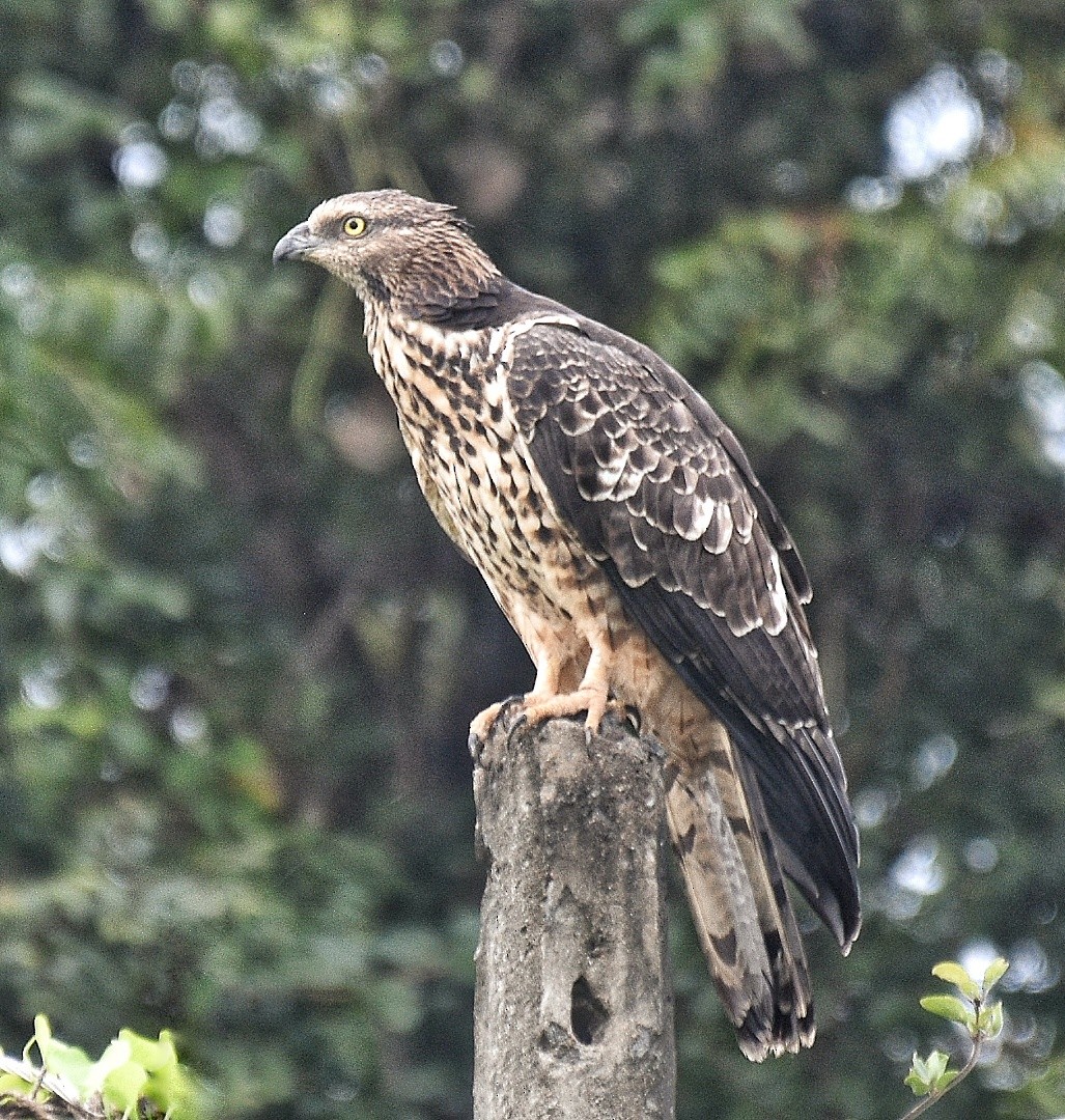 Oriental Honey-buzzard - Renuka Vijayaraghavan