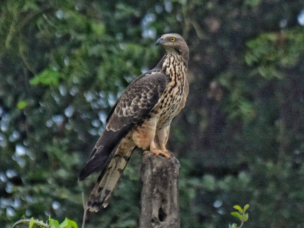 Oriental Honey-buzzard - ML197145231