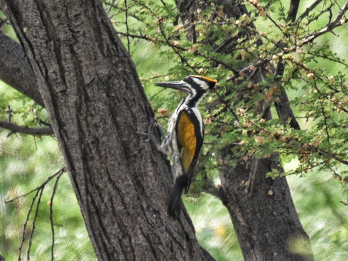 White-naped Woodpecker - Renuka Vijayaraghavan