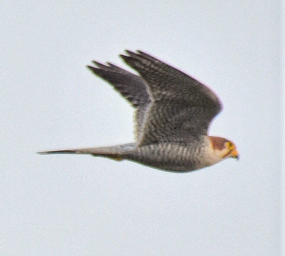 Red-necked Falcon - Renuka Vijayaraghavan