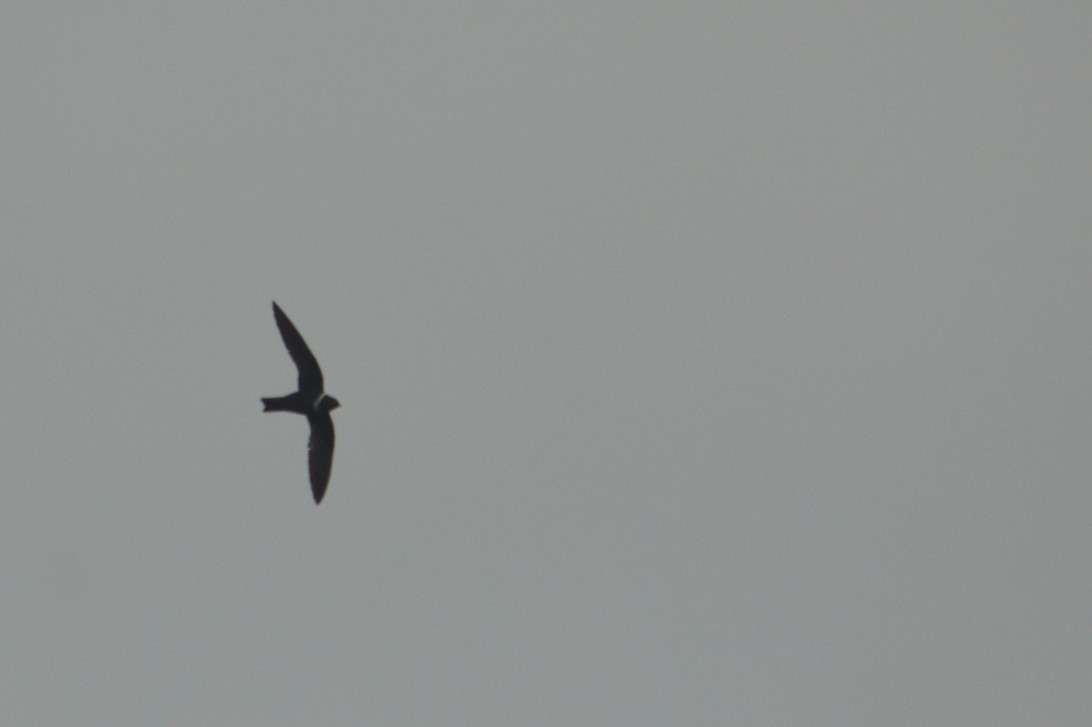 White-collared Swift - Patricia Espinoza