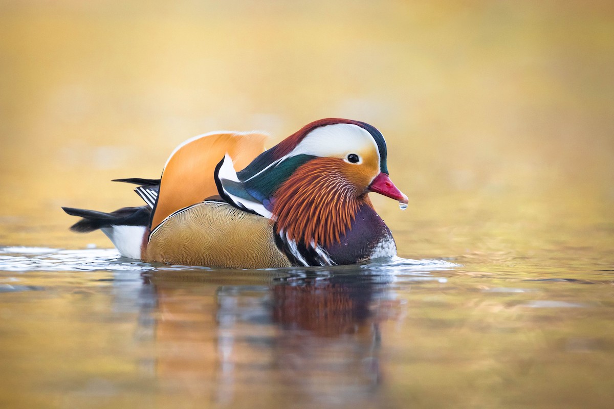 Mandarin Duck - ML197152441