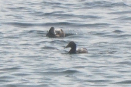 Common Eider - Stella Hao