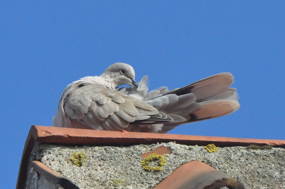 Eurasian Collared-Dove - ML197153491