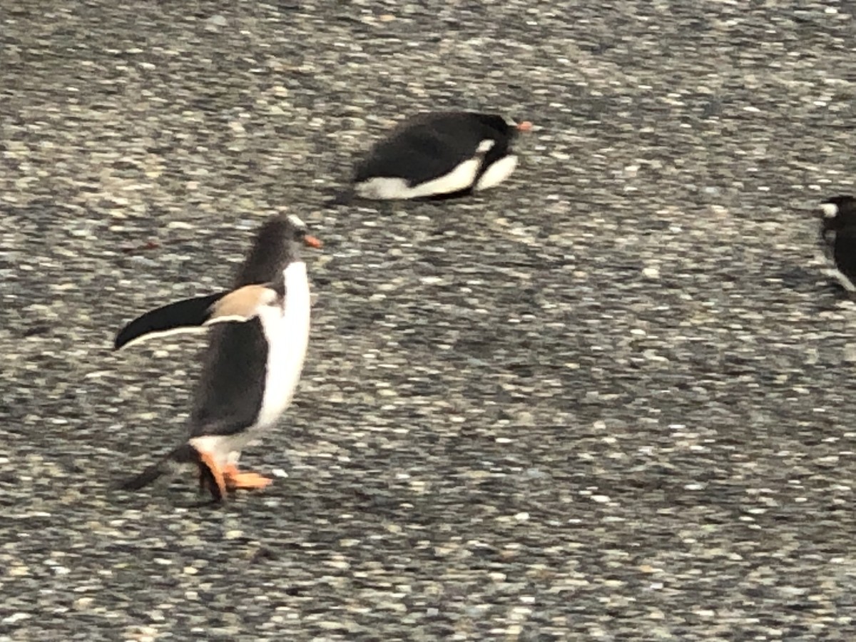 Gentoo Penguin - ML197153841