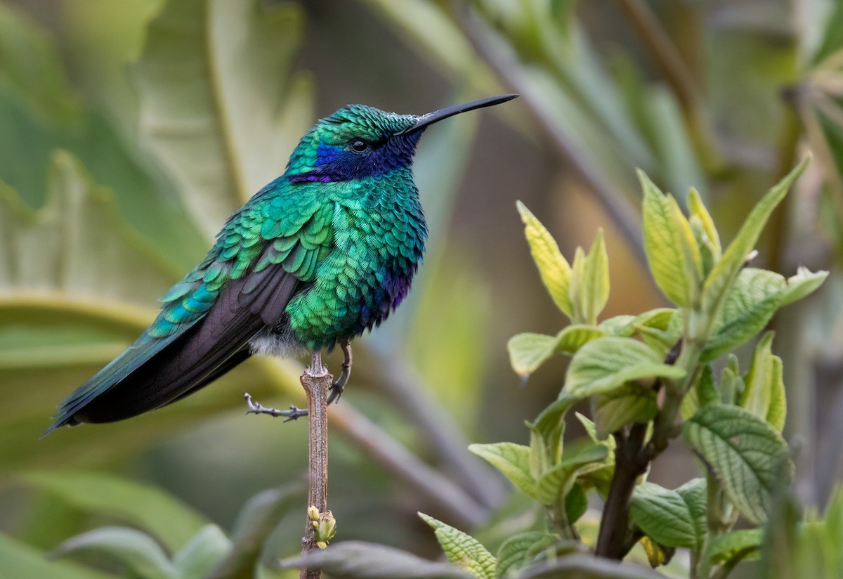 Sparkling Violetear - Lars Petersson | My World of Bird Photography