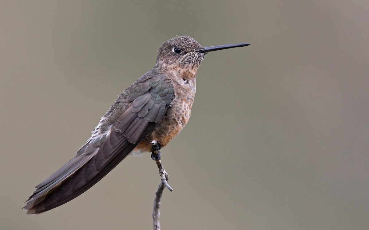 Giant Hummingbird - Lars Petersson | My World of Bird Photography