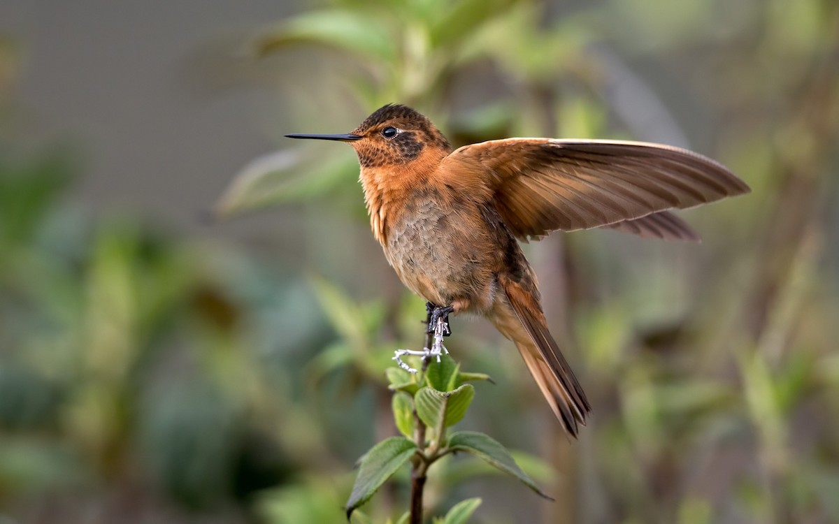 Shining Sunbeam - Lars Petersson | My World of Bird Photography