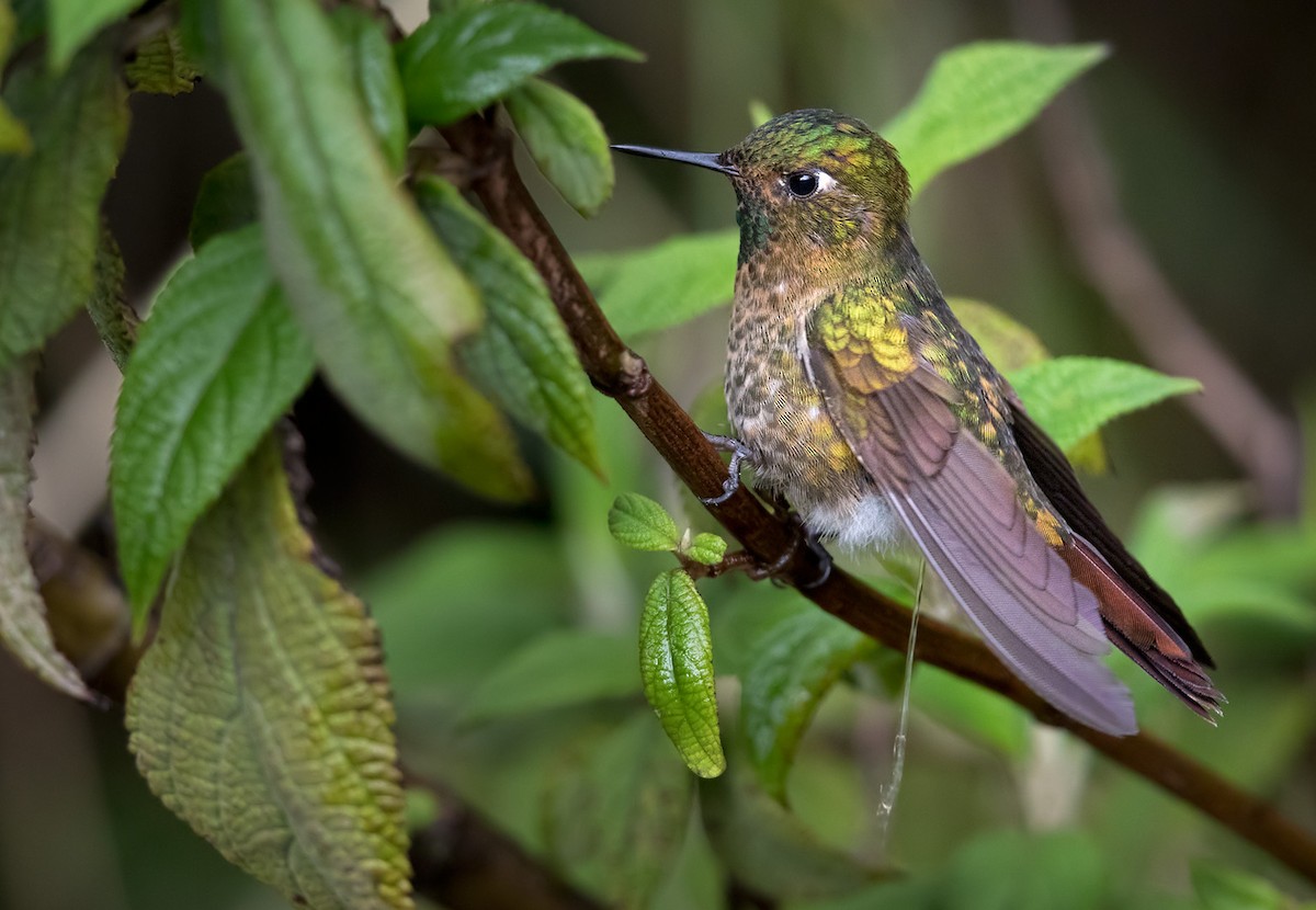 Tyrian Metaltail - Lars Petersson | My World of Bird Photography