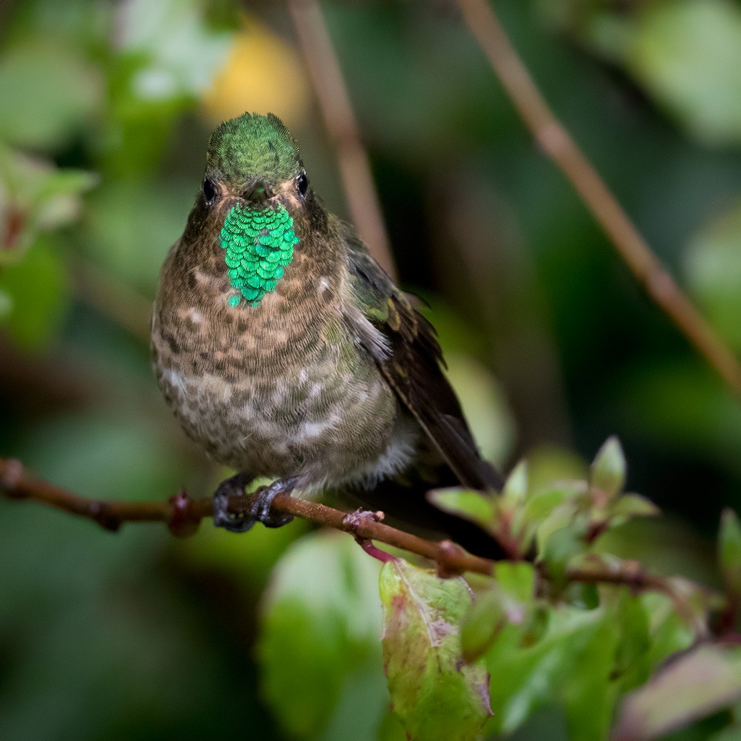 Tyrian Metaltail - Lars Petersson | My World of Bird Photography