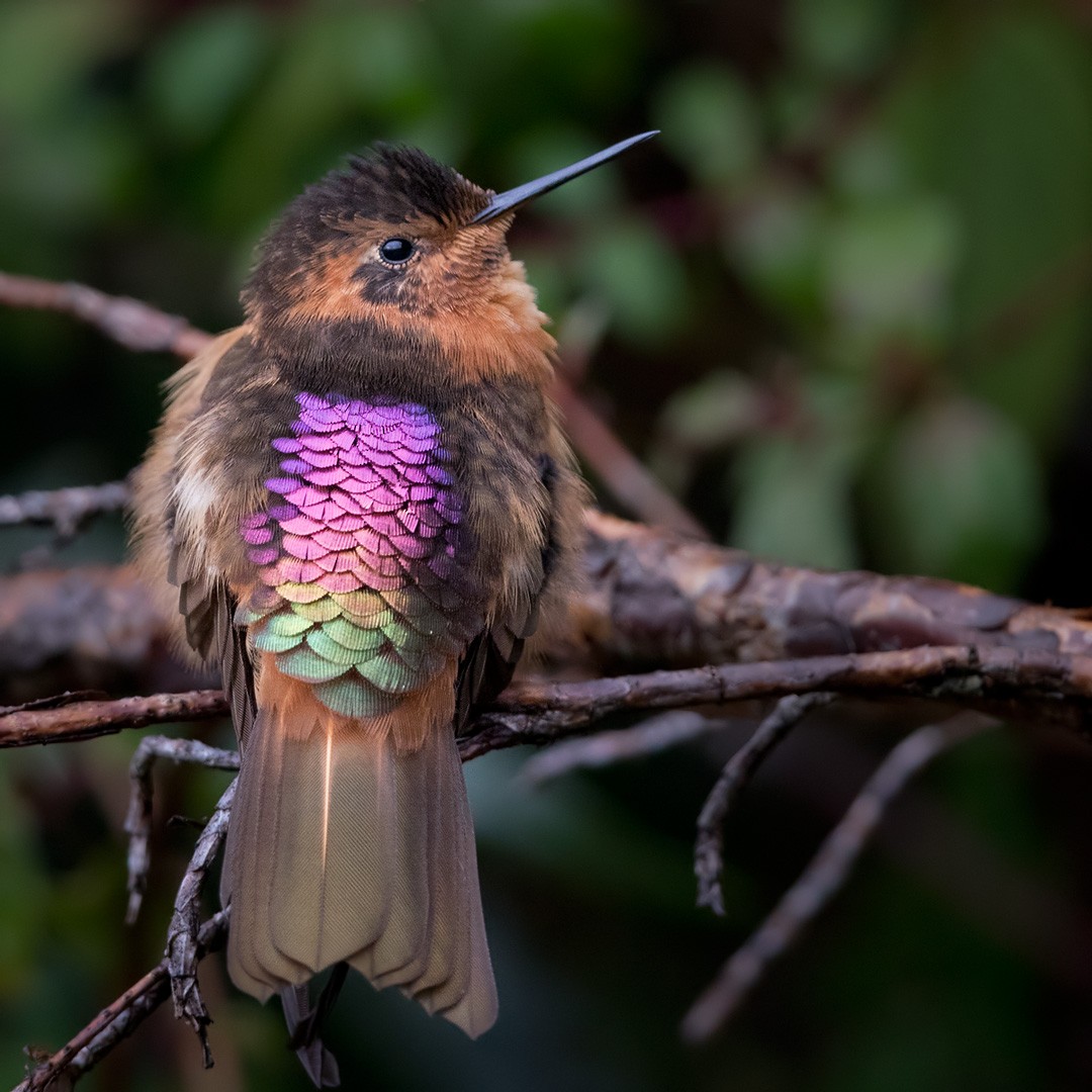 Shining Sunbeam - Lars Petersson | My World of Bird Photography