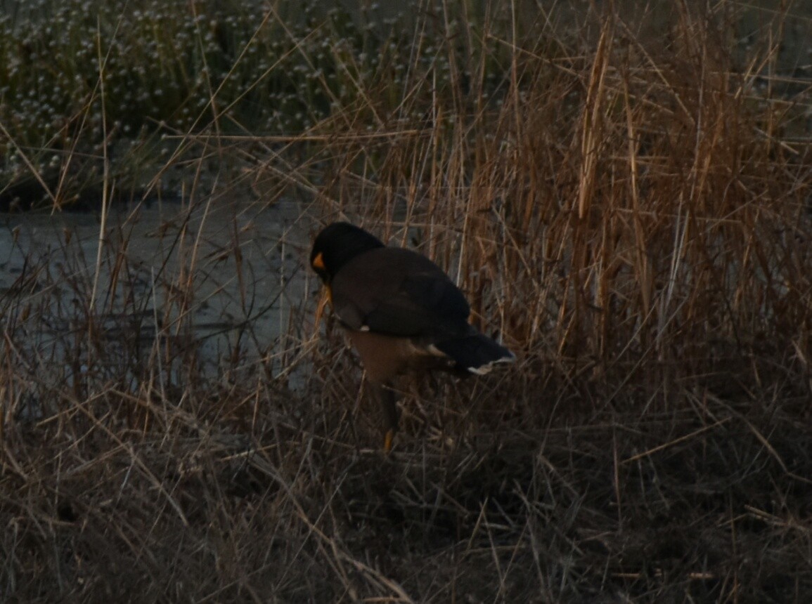 Common Myna - Jeshma Jevita Dsouza