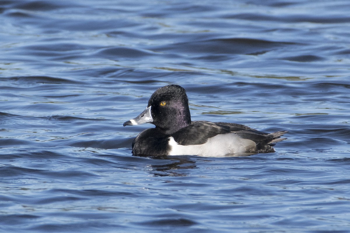 Ring-necked Duck - Bruno Santos