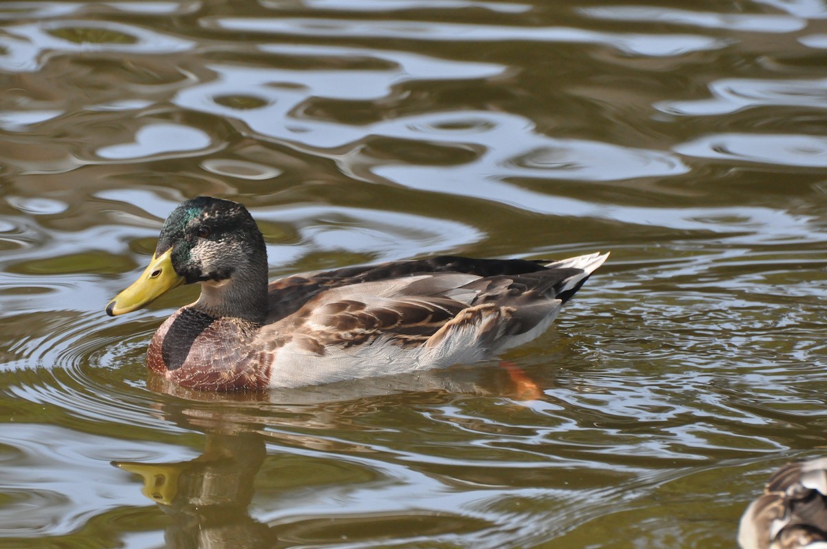 Canard colvert - ML197156801