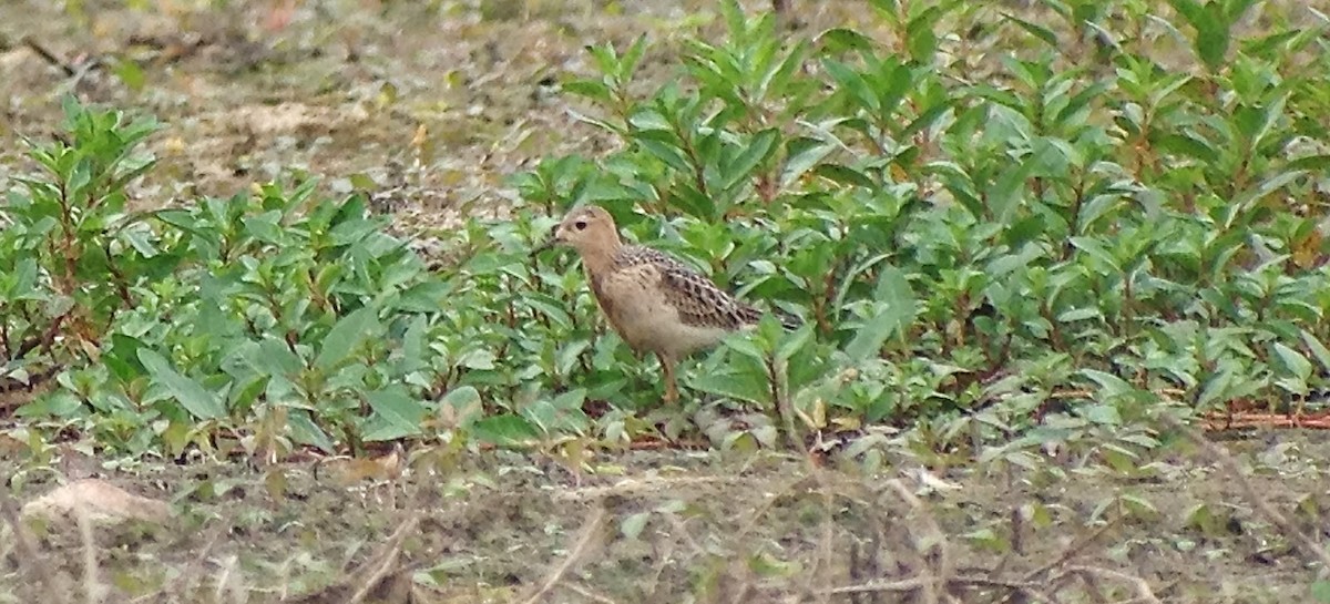 Buff-breasted Sandpiper - ML197156911