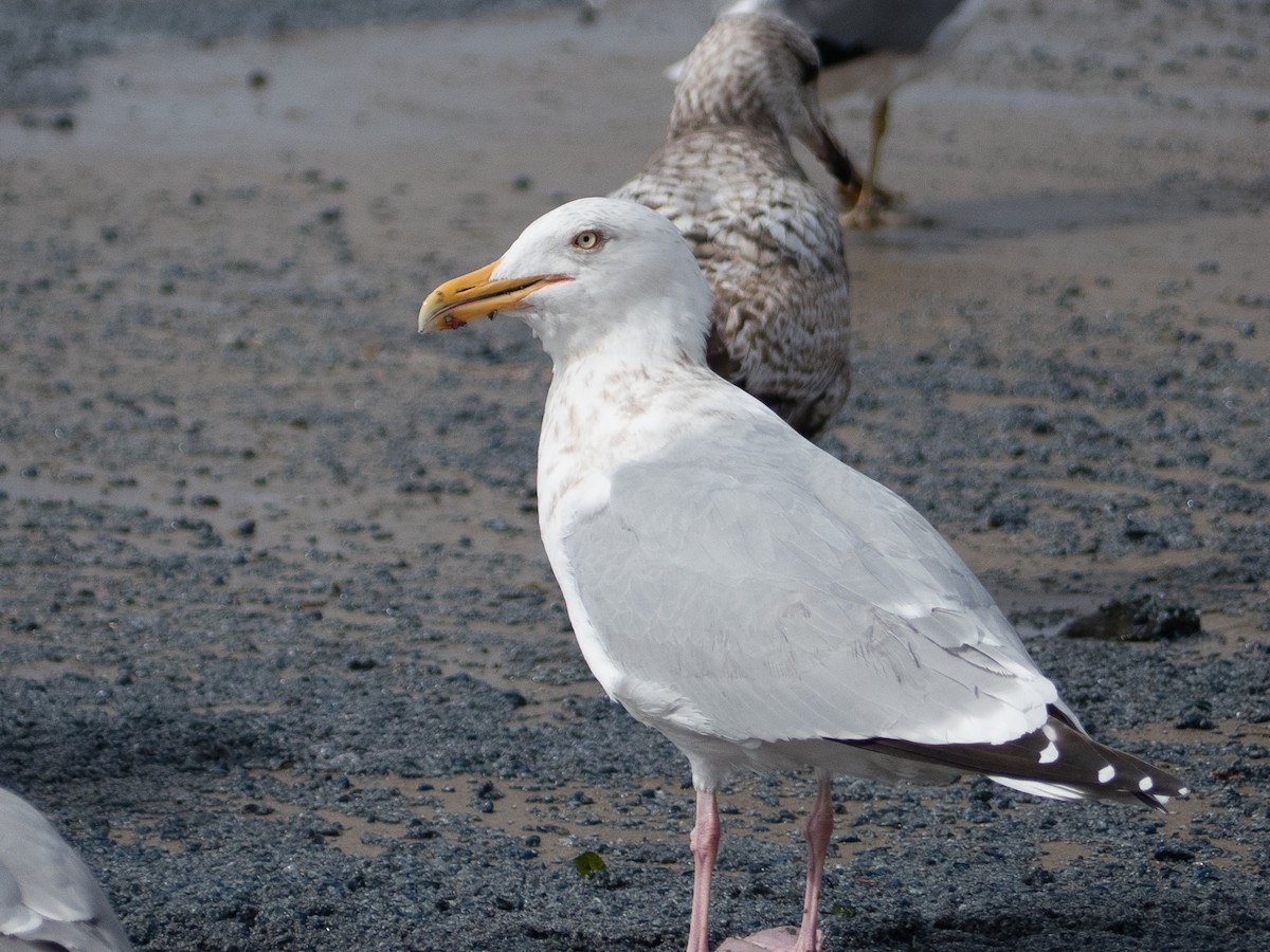 Herring Gull - Scott O'Donnell