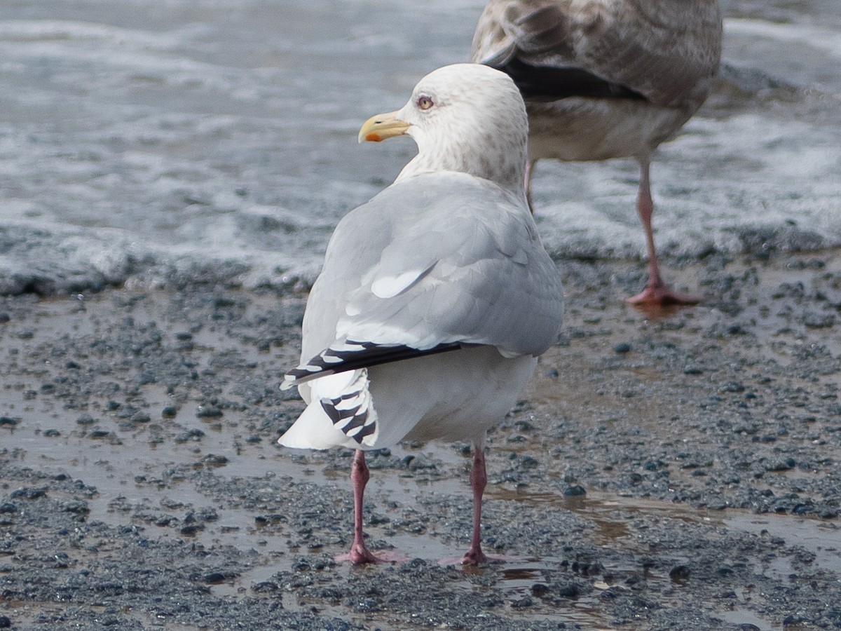 Iceland Gull (Thayer's) - Scott O'Donnell