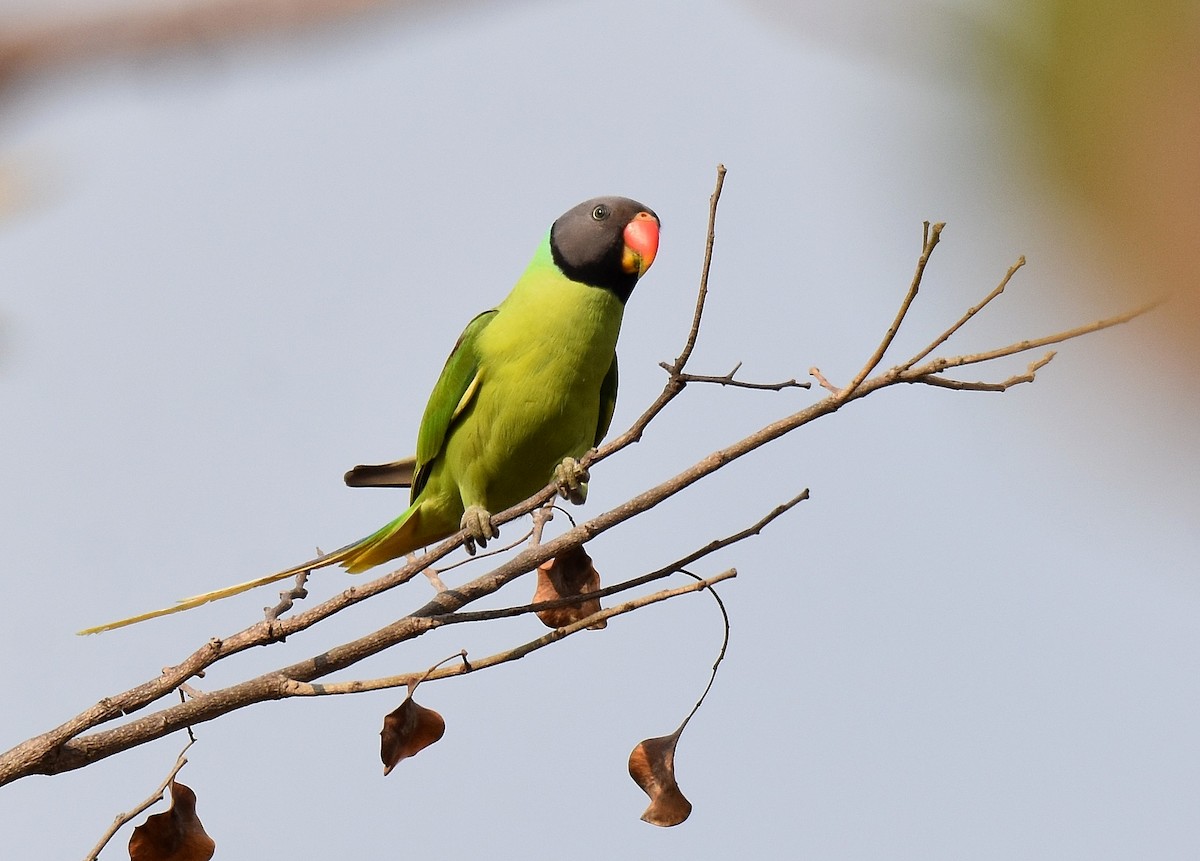 Gray-headed Parakeet - Lukasz Pulawski