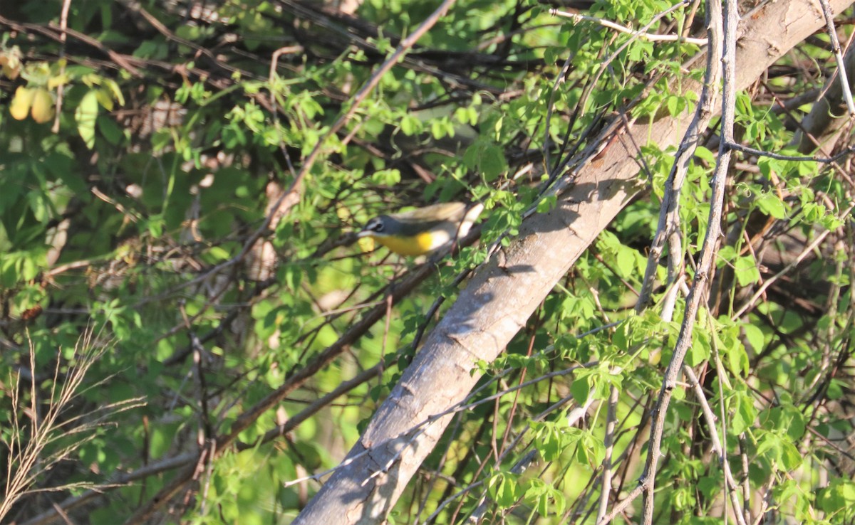 Yellow-breasted Chat - ML197163901