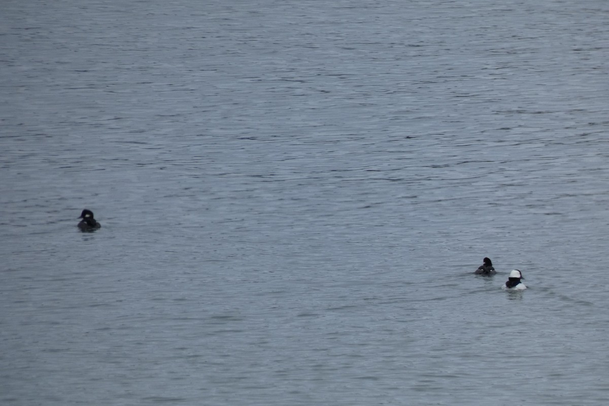 Bufflehead - ML197163951