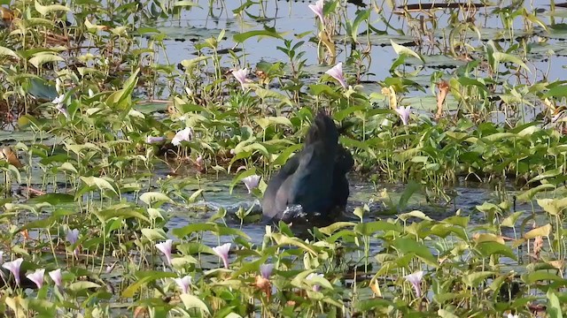 Gray-headed Swamphen - ML197164561