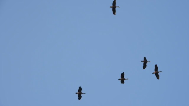 Модны анхир - ML197165601