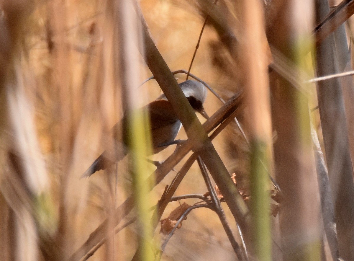 White-crested Laughingthrush - ML197166121