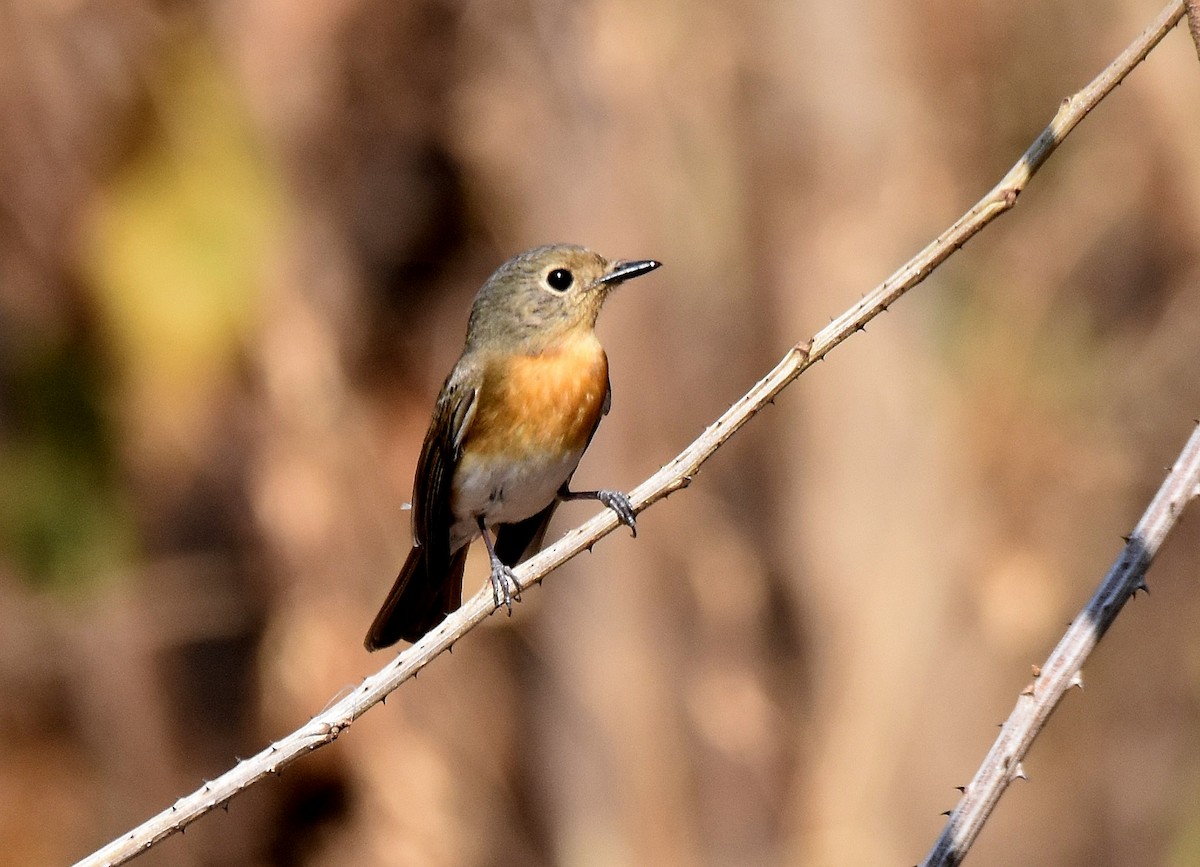 Indochinese Blue Flycatcher - ML197166381