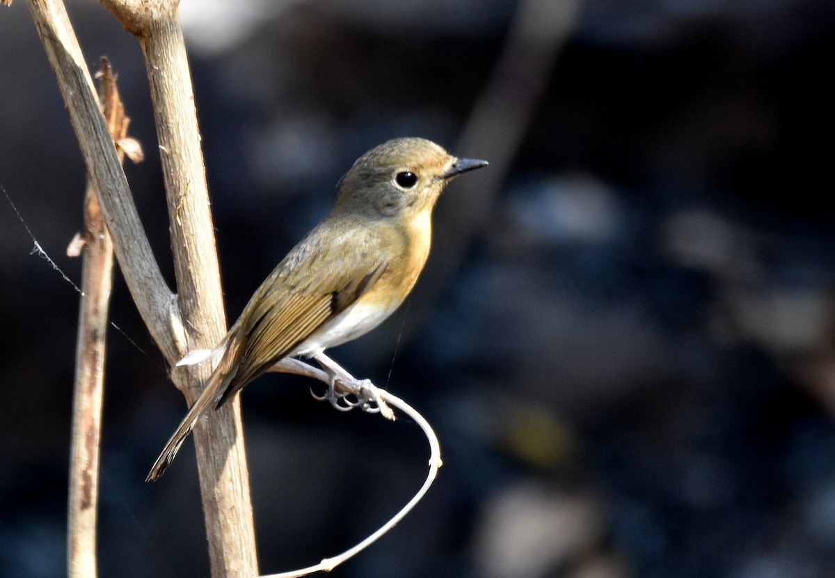 Indochinese Blue Flycatcher - ML197166421