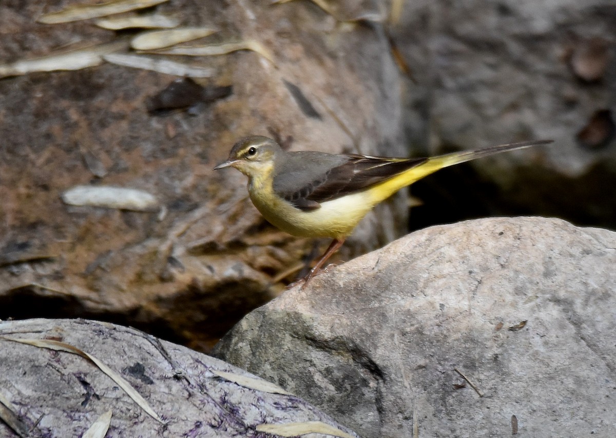 Gray Wagtail - ML197167221